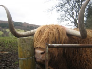 Hamish the Hairy Cow
